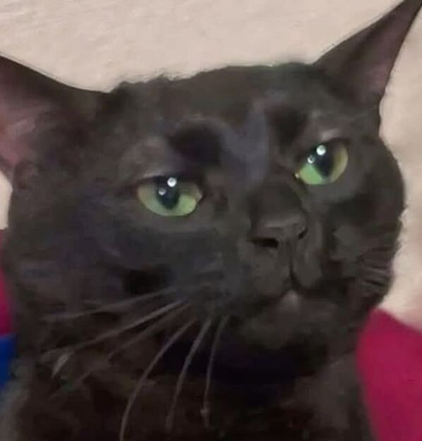 pfp